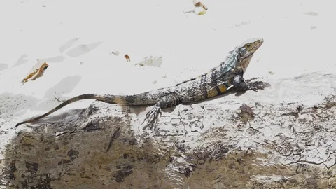 Iguana Sitting On Tree On Sandy Beach [Slow Motion] Stock Footage 88961246