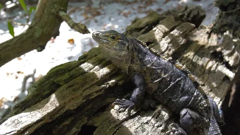 Iguana Sitting On Tree On Sandy Beach 2 [Slow Motion] Stock Footage 88961275