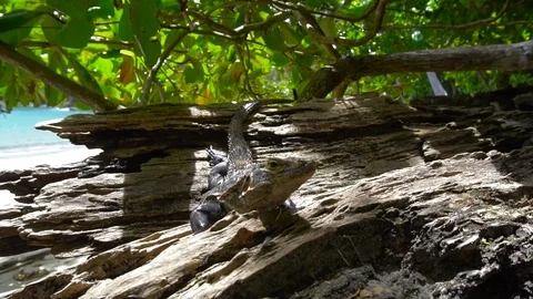 Iguana Sitting On Tree On Sandy Beach 3 [Slow Motion] Stock Footage 88961287