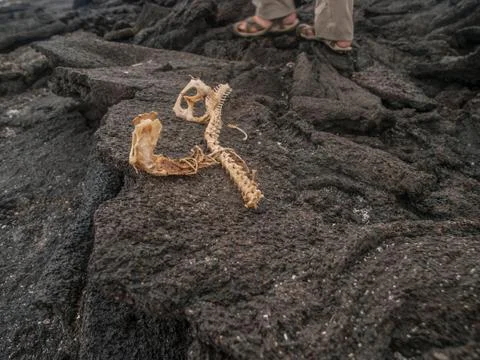Iguana Skeleton Stock Photos