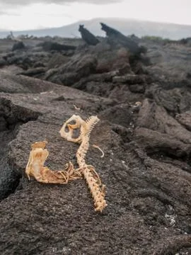 Iguana Skeleton Stock Photos