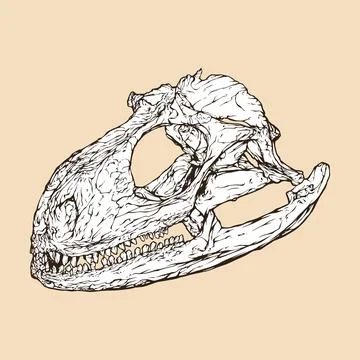 Iguana skull head vector illustration Stock Illustration