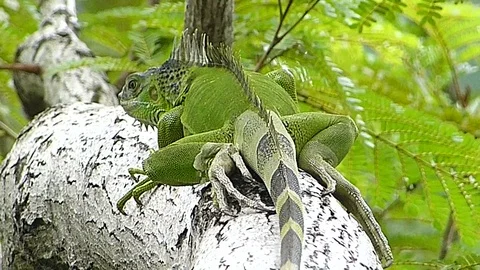 The Iguana sleeping in the jungle Stock Footage 77623384