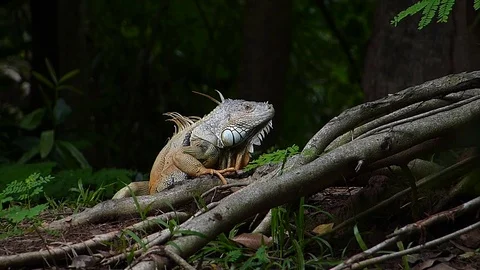 The Iguana sleeping in the jungle Stock Footage 77623387