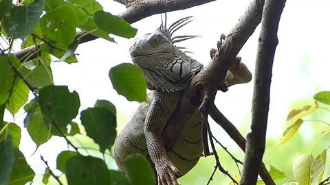 The Iguana sleeping in the jungle Stock Footage 77623401