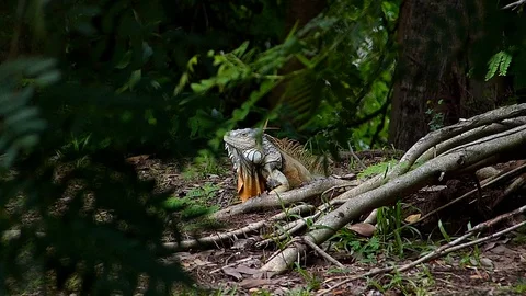 The Iguana sleeping in the jungle Stock Footage 77623407