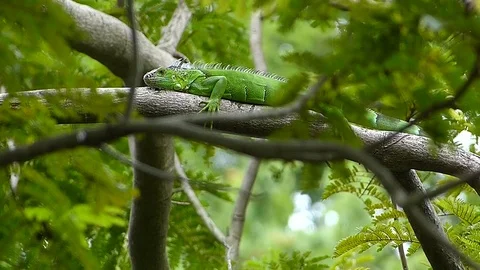 The Iguana sleeping in the jungle Stock Footage 77623420