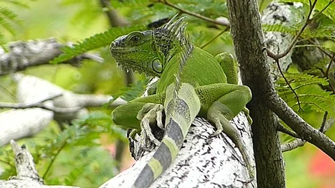 The Iguana sleeping in the jungle Stock Footage 77623427