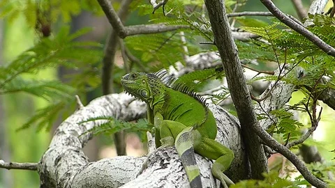 The Iguana sleeping in the jungle Stock Footage 77623445