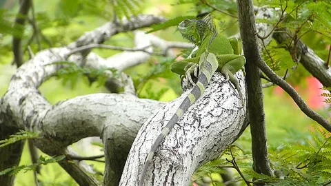 The Iguana sleeping in the jungle Stock Footage 77623453