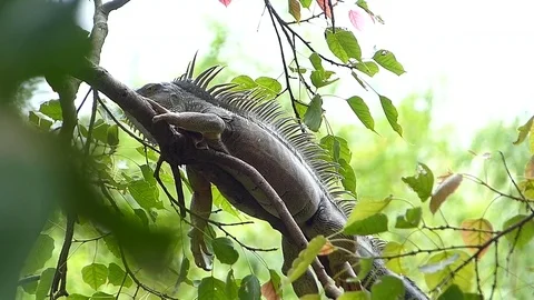 The Iguana sleeping in the jungle Stock Footage 77623460