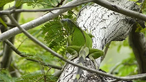 The Iguana sleeping in the jungle Stock Footage 77623521
