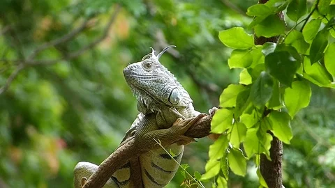 The Iguana sleeping in the jungle Stock Footage 77623524