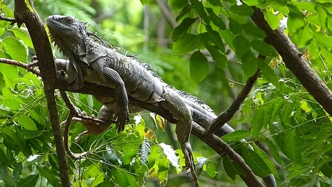 The Iguana sleeping in the jungle Stock Footage 77623550
