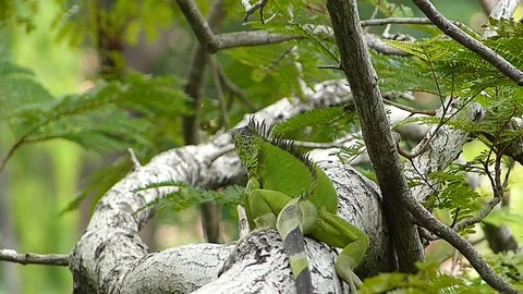 The Iguana sleeping in the jungle Stock Footage 77623573