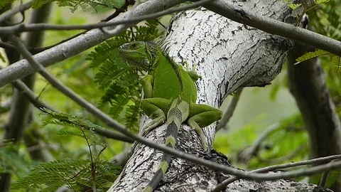 The Iguana sleeping in the jungle Stock Footage 77623590