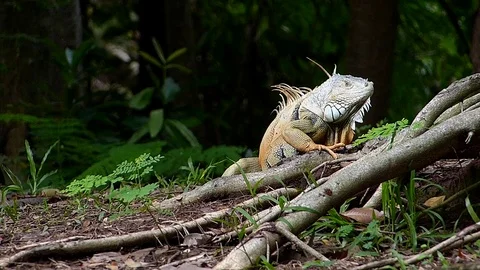 The Iguana sleeping in the jungle Stock Footage 77623604