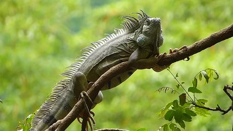 The Iguana sleeping in the jungle Stock Footage
