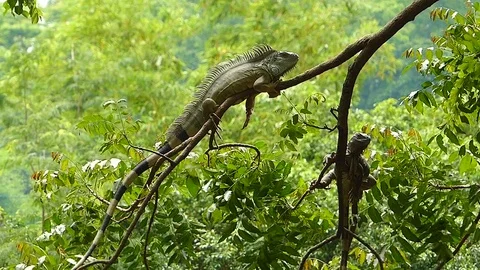 The Iguana sleeping in the jungle Stock Footage 77623650