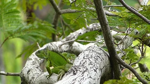The Iguana sleeping in the jungle Stock Footage 77623694