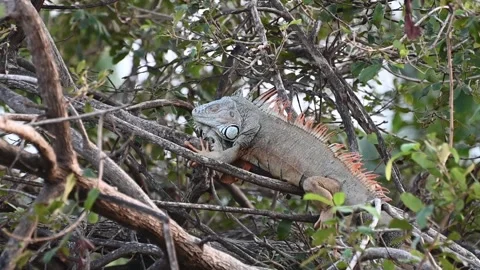 Iguana Sleeping in a Tree Видео 266963456