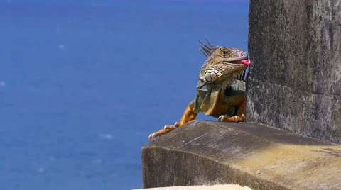 Iguana Slow Motion Stock Footage 49823354