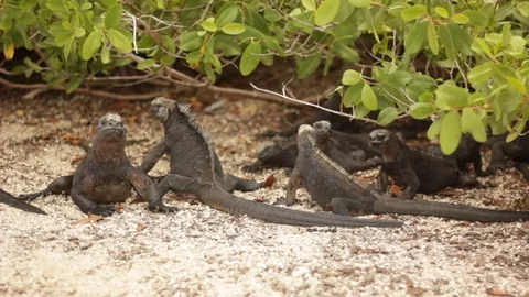 Iguana Spits Stock Footage 80662762