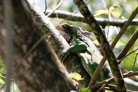 Iguana in St. Thomas Tree Stock Photos