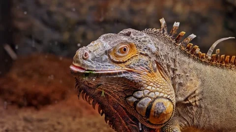 Iguana staring directly into the camera Stock Footage 242451743