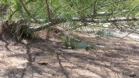 Iguana still Stock Footage 96146903