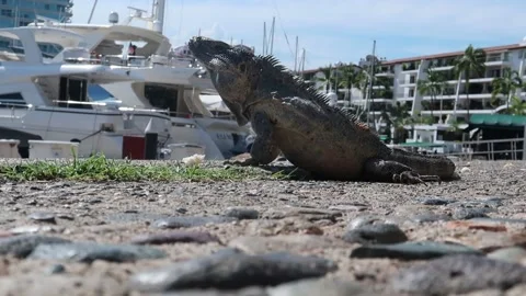 Iguana on stone floor 動画素材 217998066