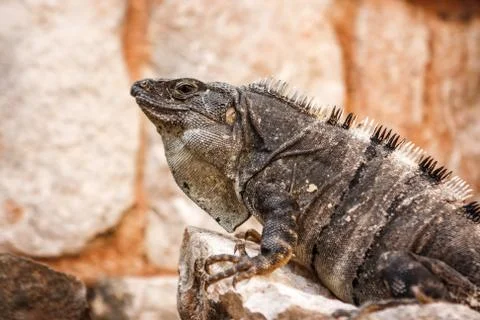 Iguana on a stone at the Uxmal archaeological site, Yucatan, Mexico. Stock Photos