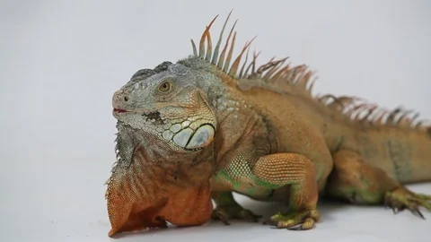 Iguana - studio - white background 库存影片 121574248