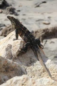 Iguana sun bathing Stock Photos