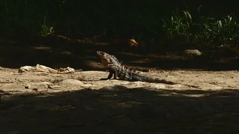Iguana in sun Stock Footage 126658872