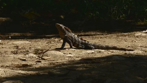 Iguana in sun medium Stock Footage 126658683
