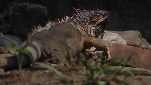 Iguana sunbath at the floor inside his cage at ragunan zoo 스톡 동영상 250971432