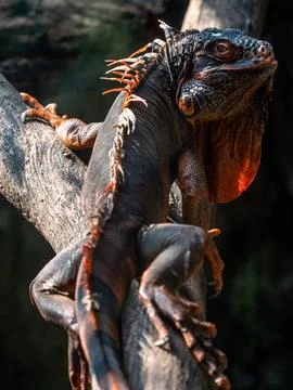 Iguana sunbathe at tree trunk inside his cage Stock Photos