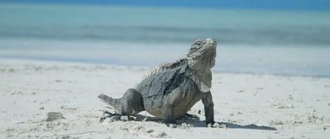 Iguana sunbathing on the beach Stock-Footage 102195032
