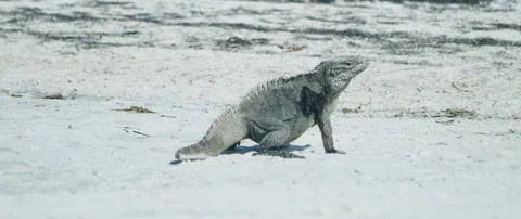 Iguana sunbathing on the beach Stock-Footage 102195573