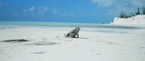 Iguana sunbathing on a beautiful beach Stock-Footage 102194880