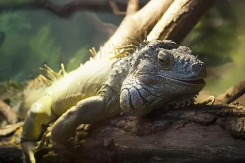 Iguana sunbathing on a log in a zoo. Stock Photos
