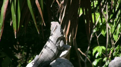 Iguana sunbathing on a rock Video stock 451970