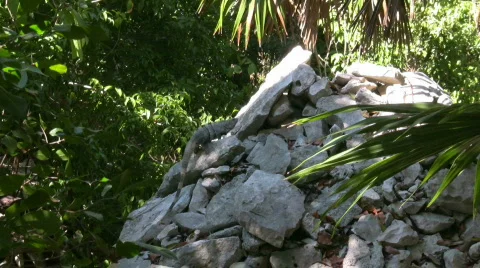 Iguana sunbathing on a rock Stock Footage 451975