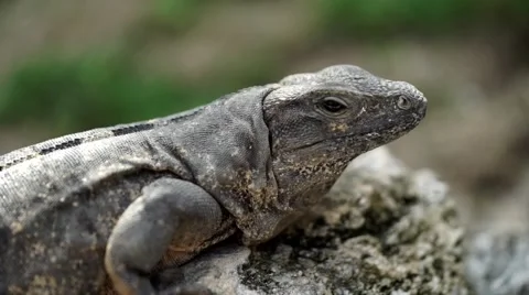 Iguana sunbathing on a rock 動画素材 62873203