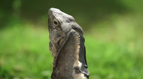 Iguana sunbathing on a rock Stock Footage 62873297