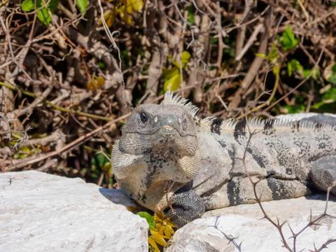 Iguana Sunbathing on a Rock 스톡 사진