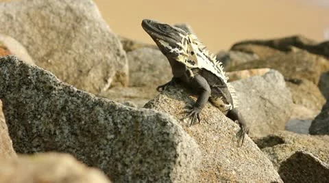 Iguana sunbathing on rocks Stock Footage 11019178