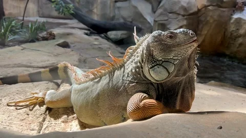 Iguana Sunbathing on Rocky Terrain Stock Footage 287954508