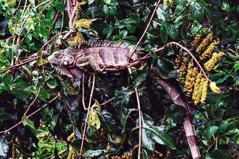 Iguana sunbathing on top of a tree. Stock Photos
